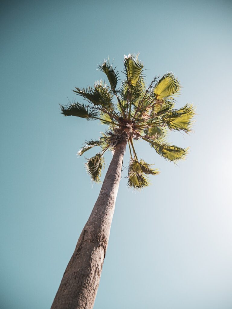 green palm tree under blue sky during daytime